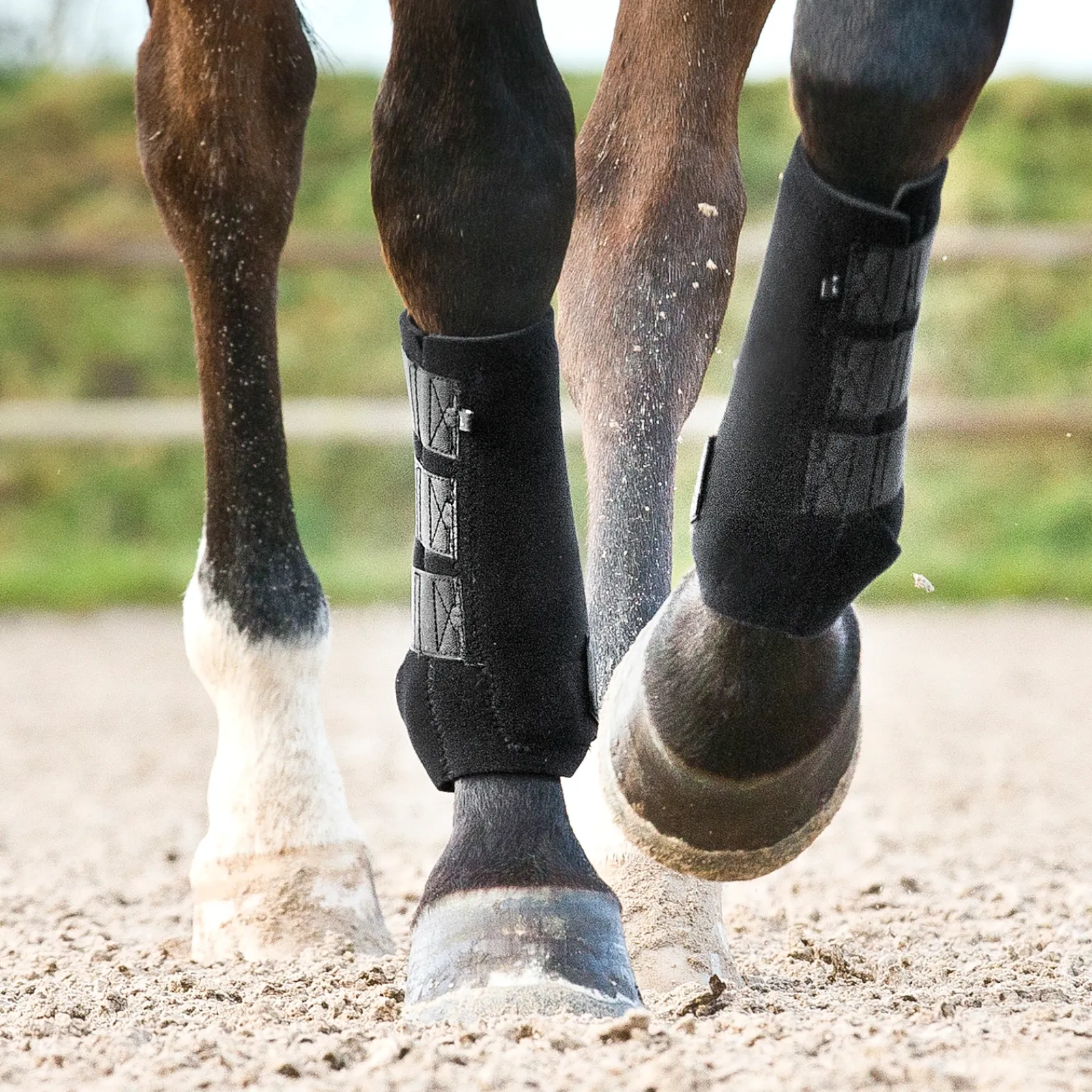 Clearance * Prosoft Suojat Etujalkoihin Musta