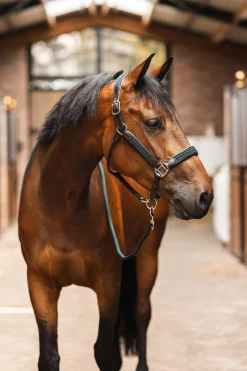 Best bvertigo B Vertigo Evolve Nahkariimu Jungle Green