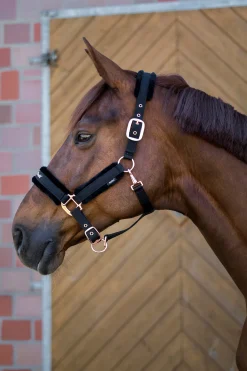 Best backontrack Back On Track Haze Collection Riimu Black/Rose