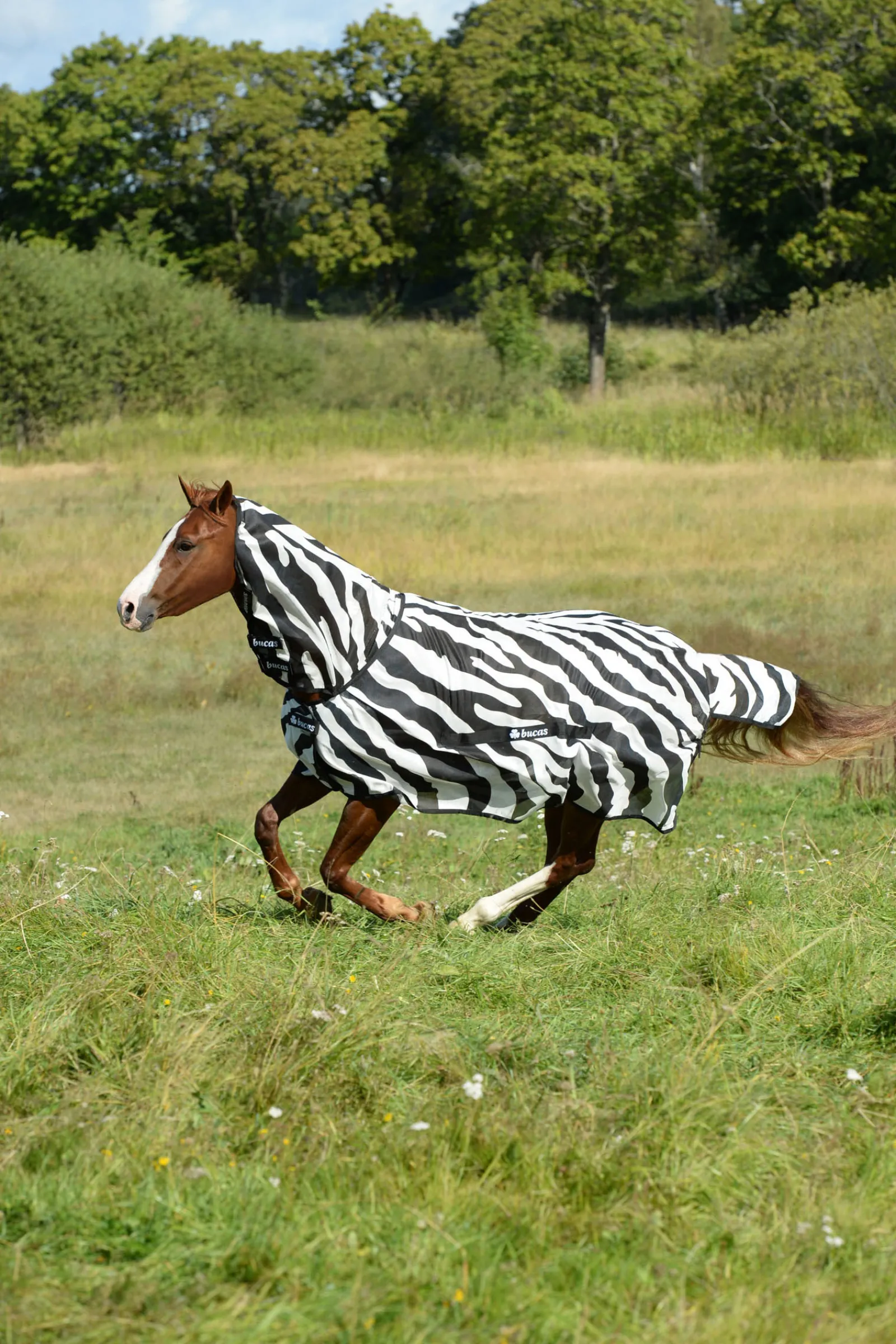 Sale bucas Buzz-Off Zebra Kaulakappaleella Black/White