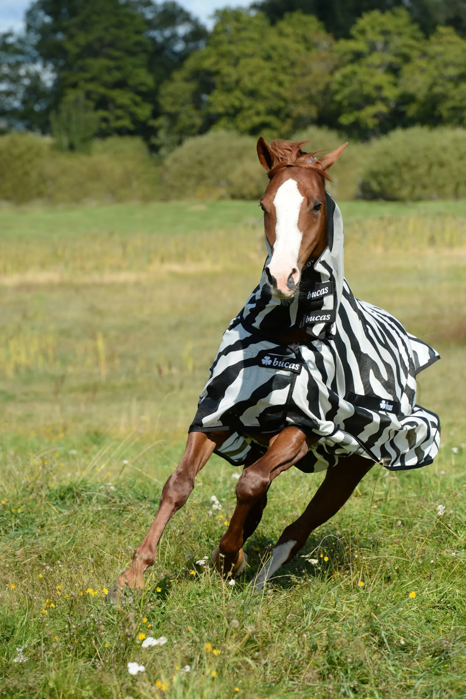 Sale bucas Buzz-Off Zebra Kaulakappaleella Black/White