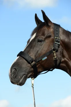 Best bucas Comfort Riimu, Erittain Levea, Pehmustetut Niska- Ja Turpahihnat Black/Black