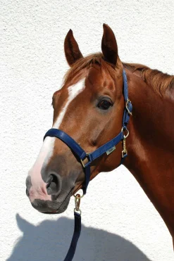 Sale bucas Dublin Luxury Pehmustettu Riimu Dark Blue/Dark Blue