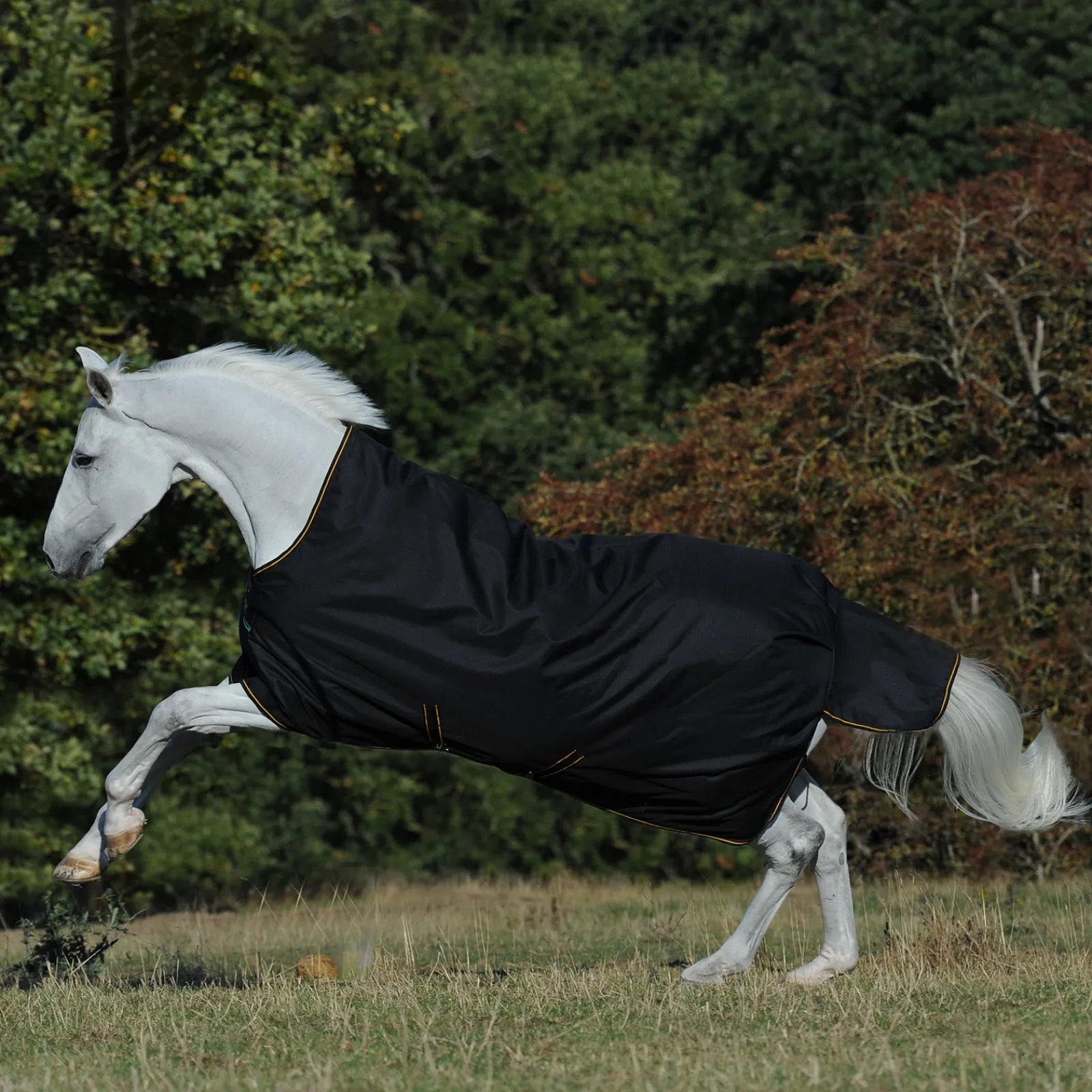 Discount bucas Irish Ulkoloimi Erityisen Korkealla Kaulakappaleella, 300G Black/Gold