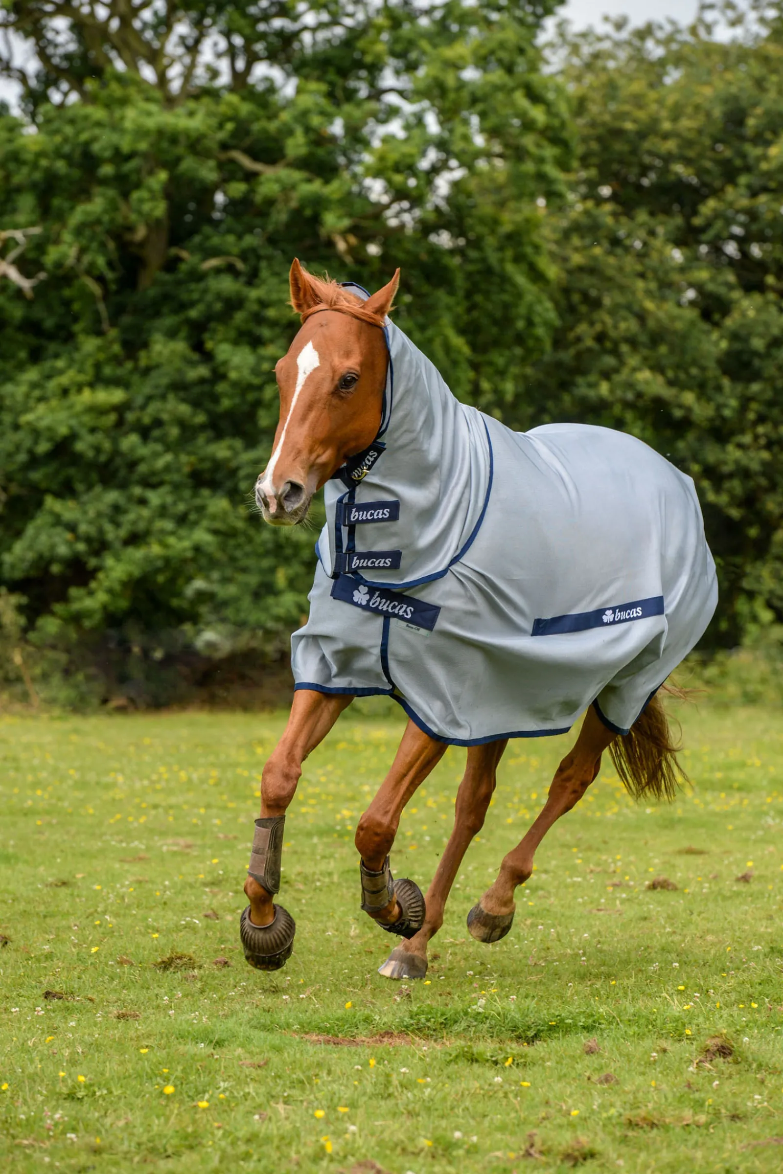 Best bucas Buzz-Off Loimi Kaulakappaleella Silver/Blue