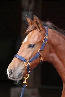 Outlet covalliero Topline Varsariimu Db/Ab