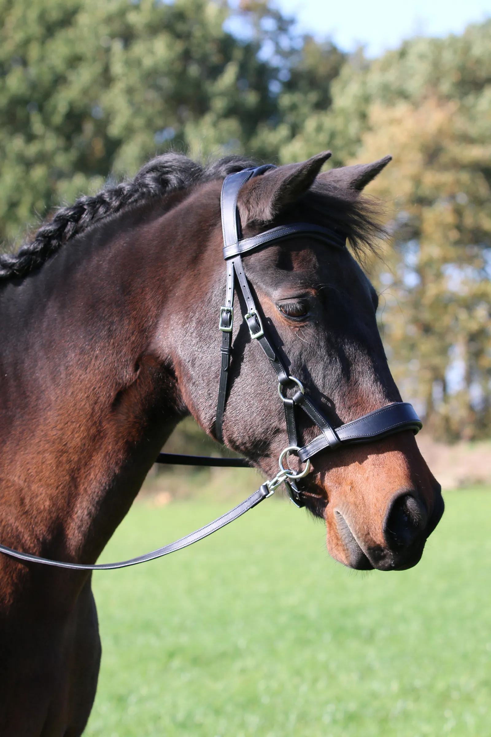 Clearance fra F.R.A. Aruba Kuolaimettomat Suitset Black