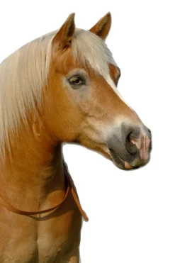 Sale fra F.R.A. Chiron Nh Balance Kaulanaru 30 Mm,Ohjat 15 Mm Nahkaa Natural