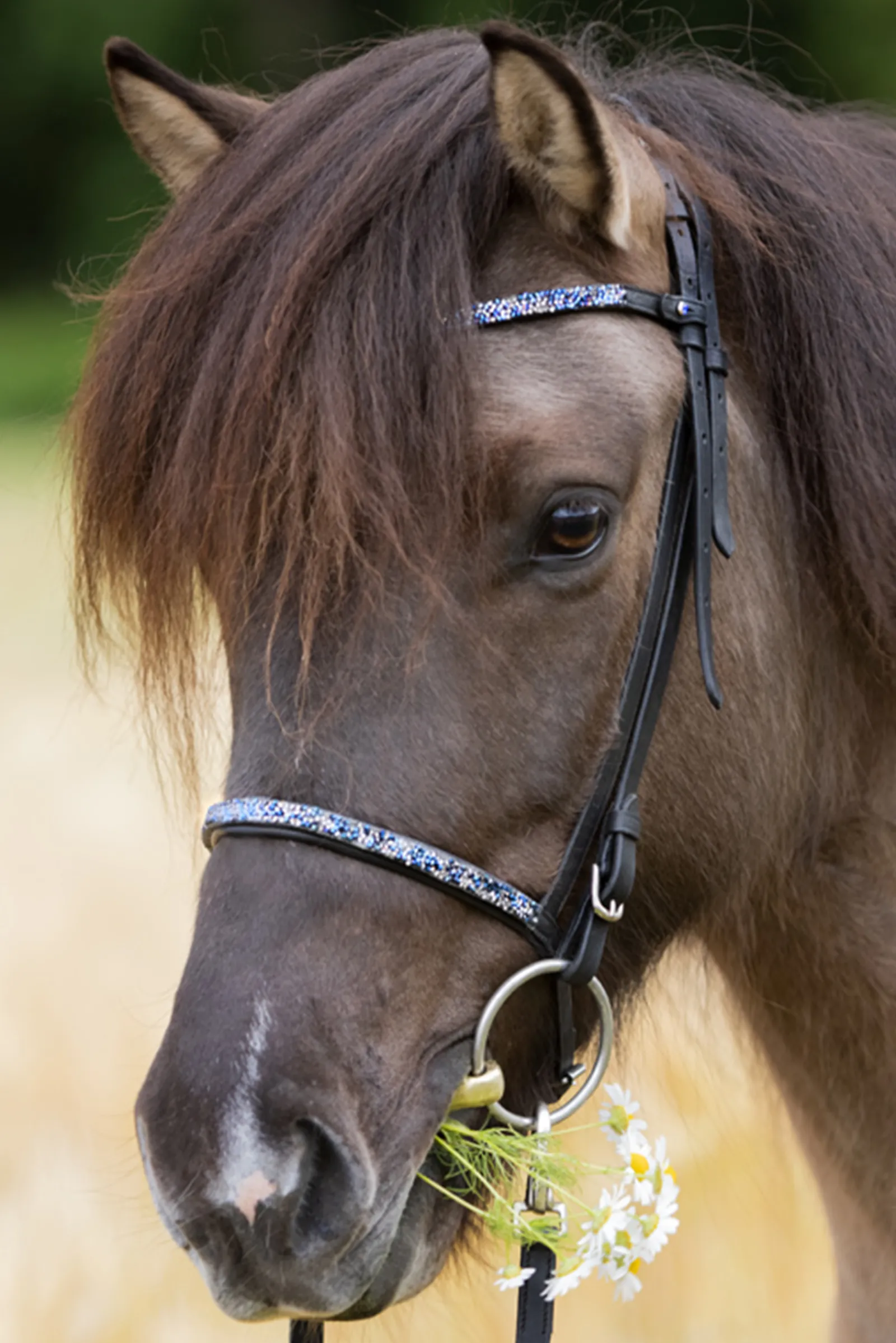 Clearance kavalkade Blar Combined Noseband For Kjartan Icelandic Bridle Black