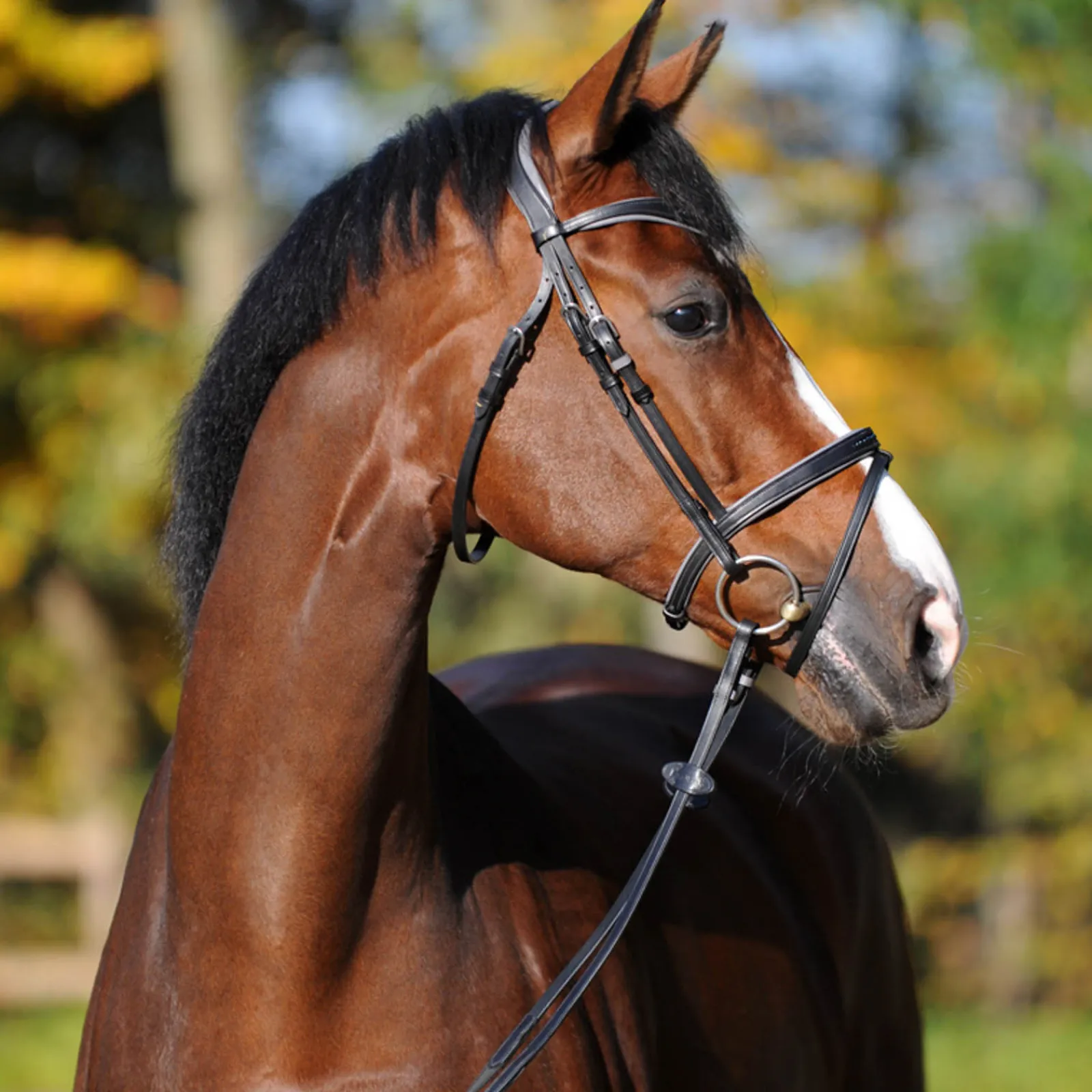 New kavalkade Ella Kavalsh4 Suitset Black