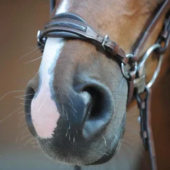 Online kavalkade Levana Suitset Black