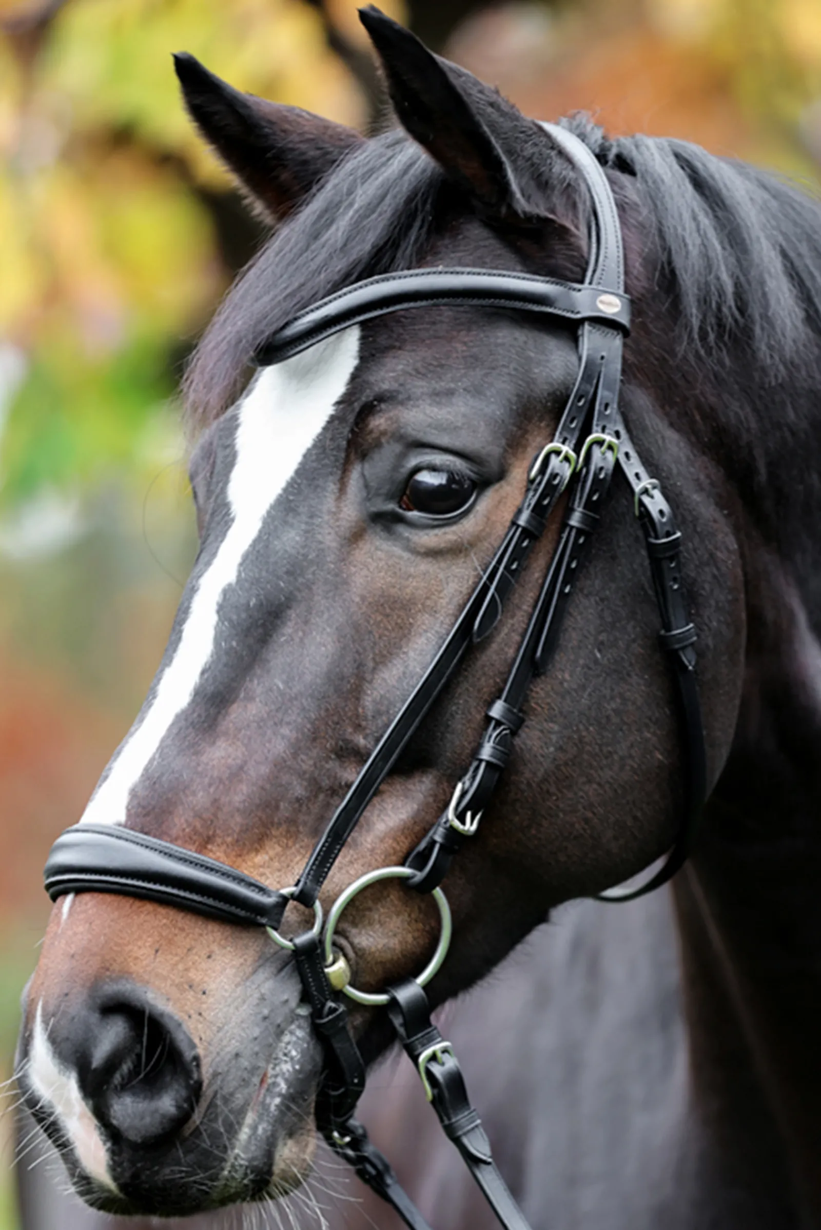 Sale kavalkade Proline Anna Bridle Dropped Noseband Black