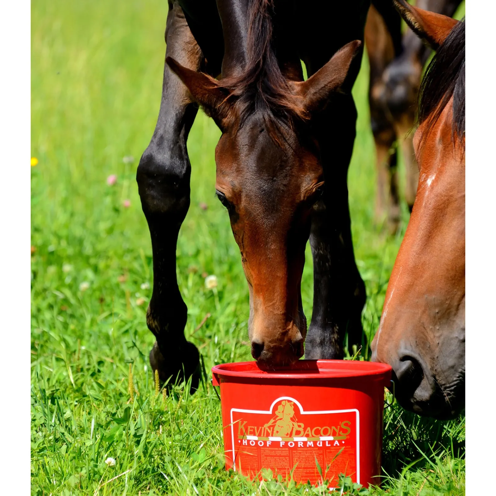 Clearance kevinbacon Kevin Bacon'S Hoof Formula Ei Maaritelty