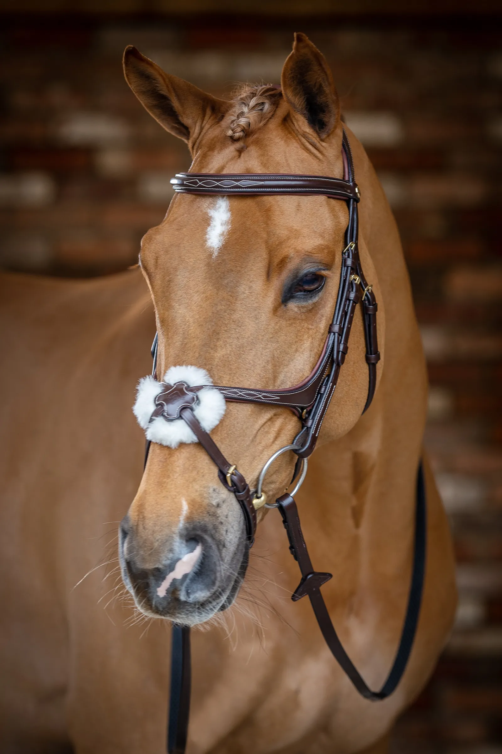 Outlet lemieux Grackle Bridle Havana Brown