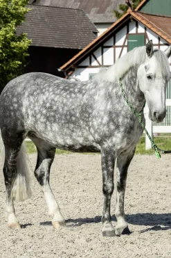 New usg Soft Neck Rope Black/Green